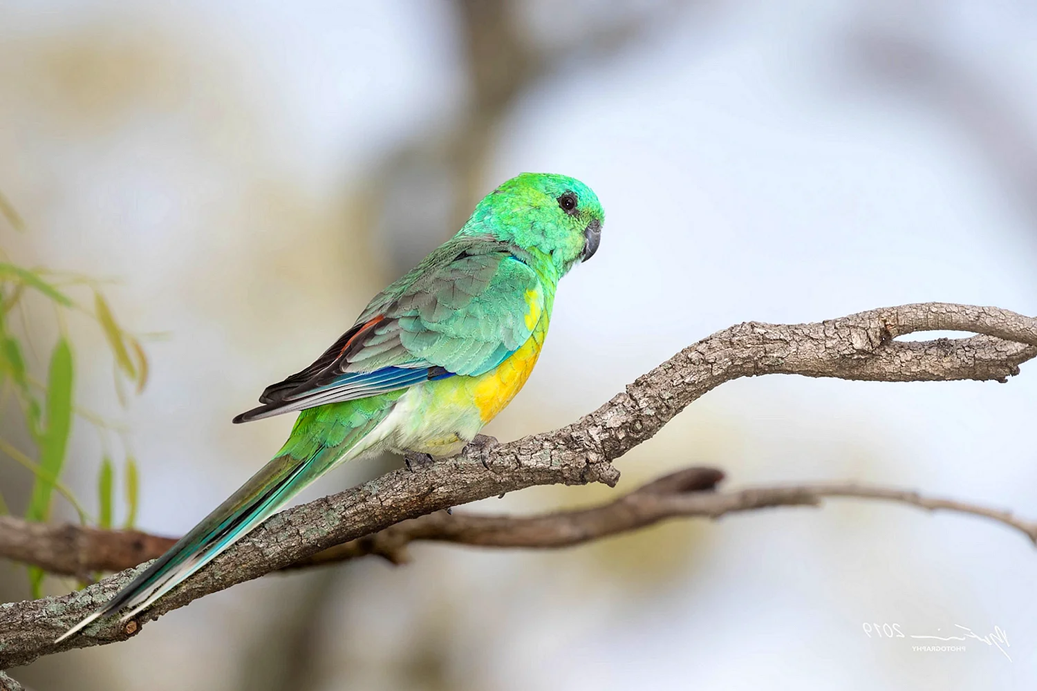 Австралийский певчий попугай