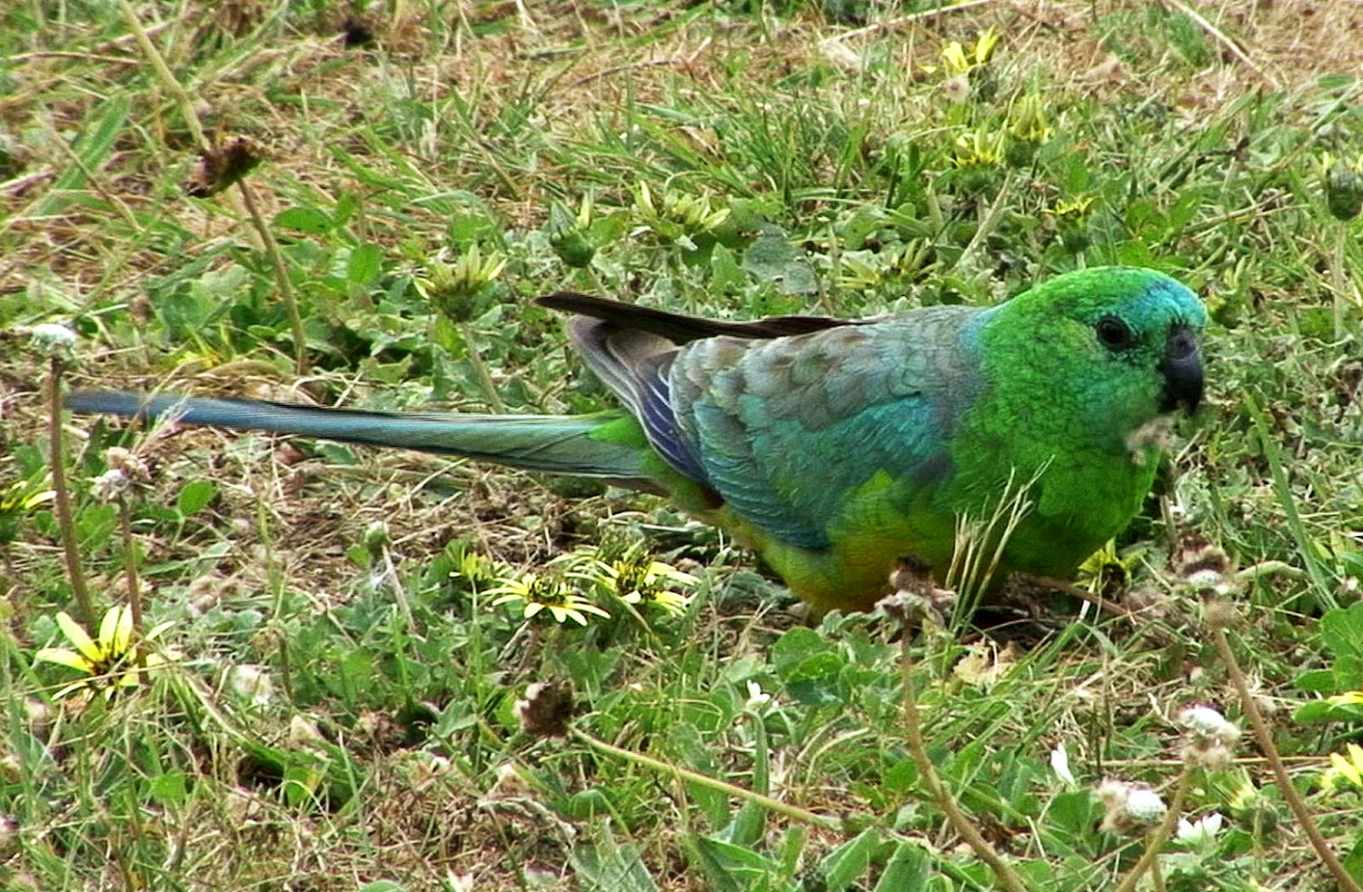 Австралийский певчий попугай