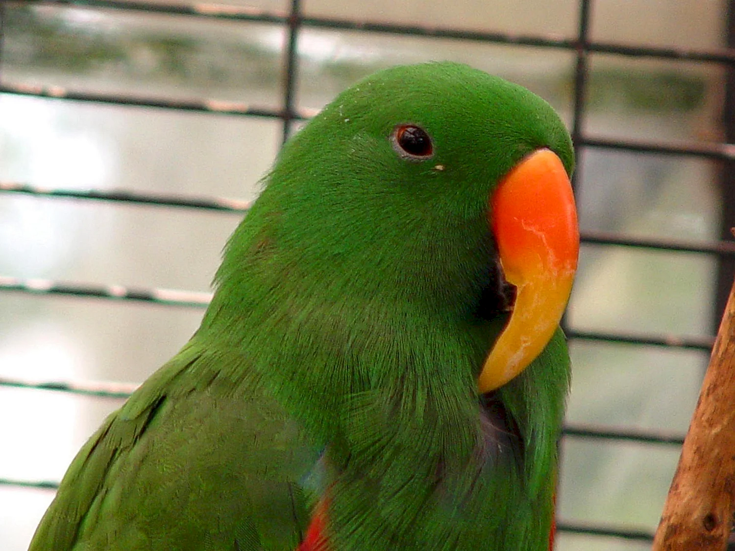 Австралийский попугай зеленый
