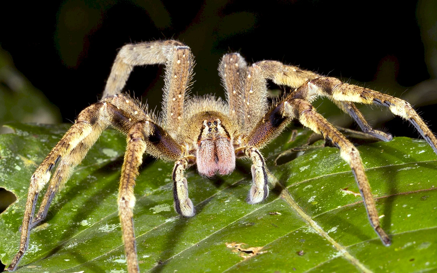 Австралийский Странствующий паук