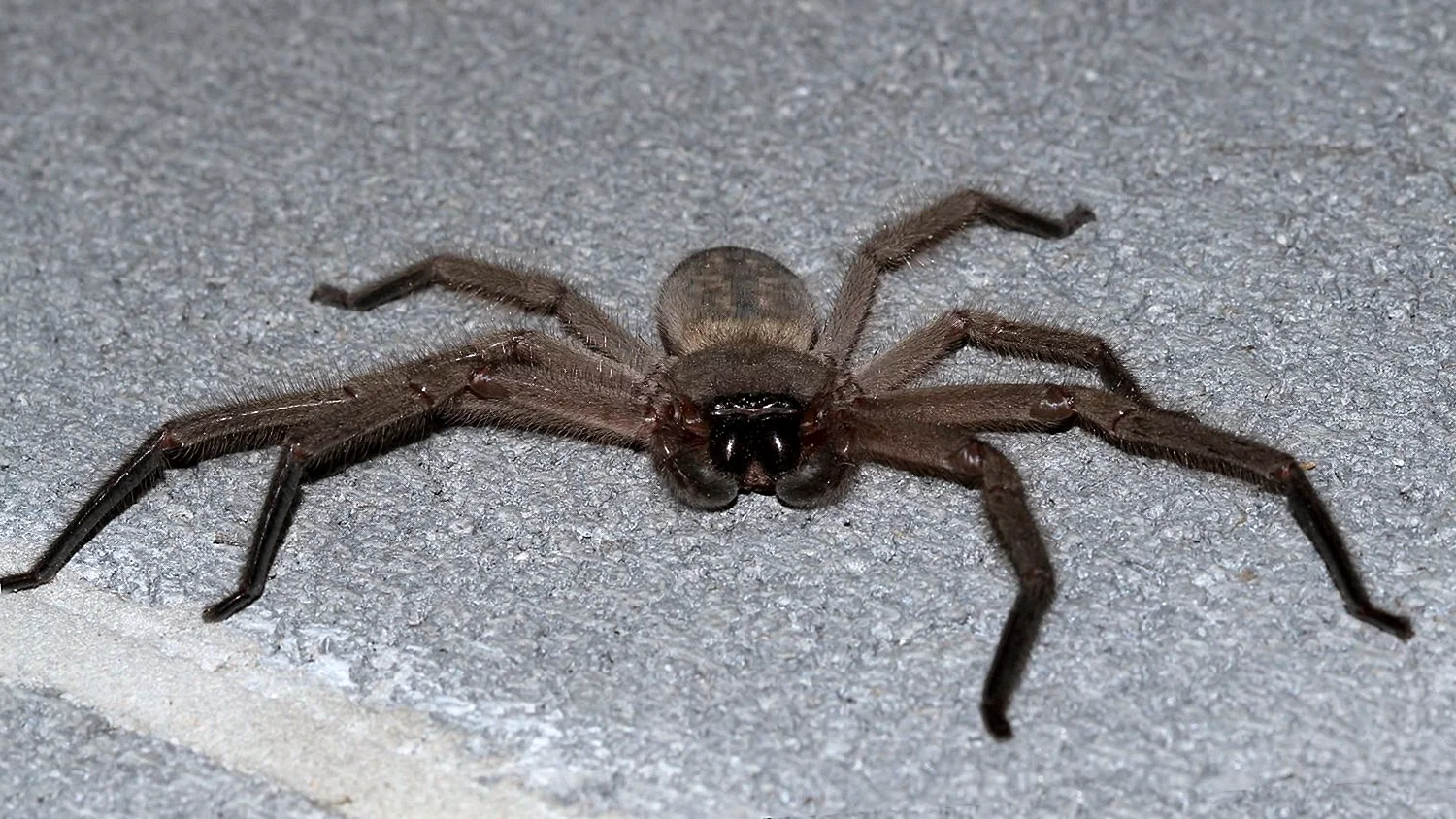 Австралийский Странствующий паук