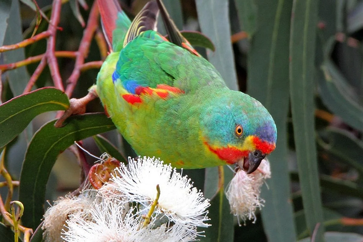 Австралийский Земляной попугай