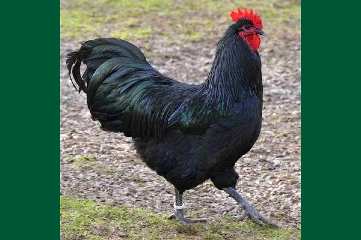 Австралорп порода кур