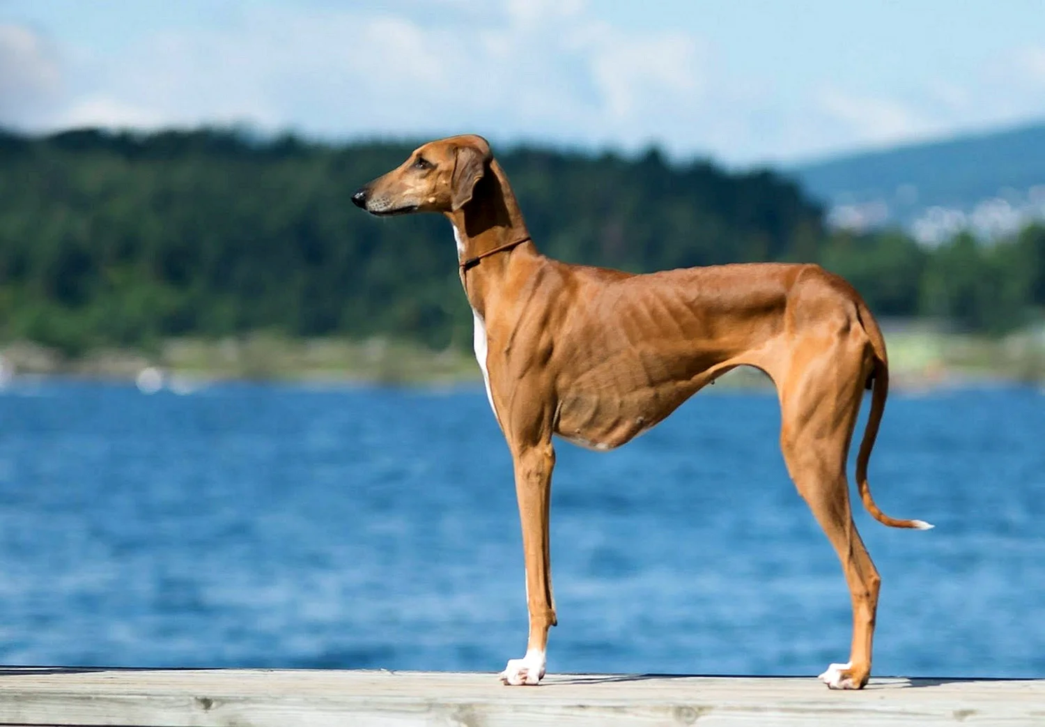 Собака с длинными ногами (45 лучших фото)