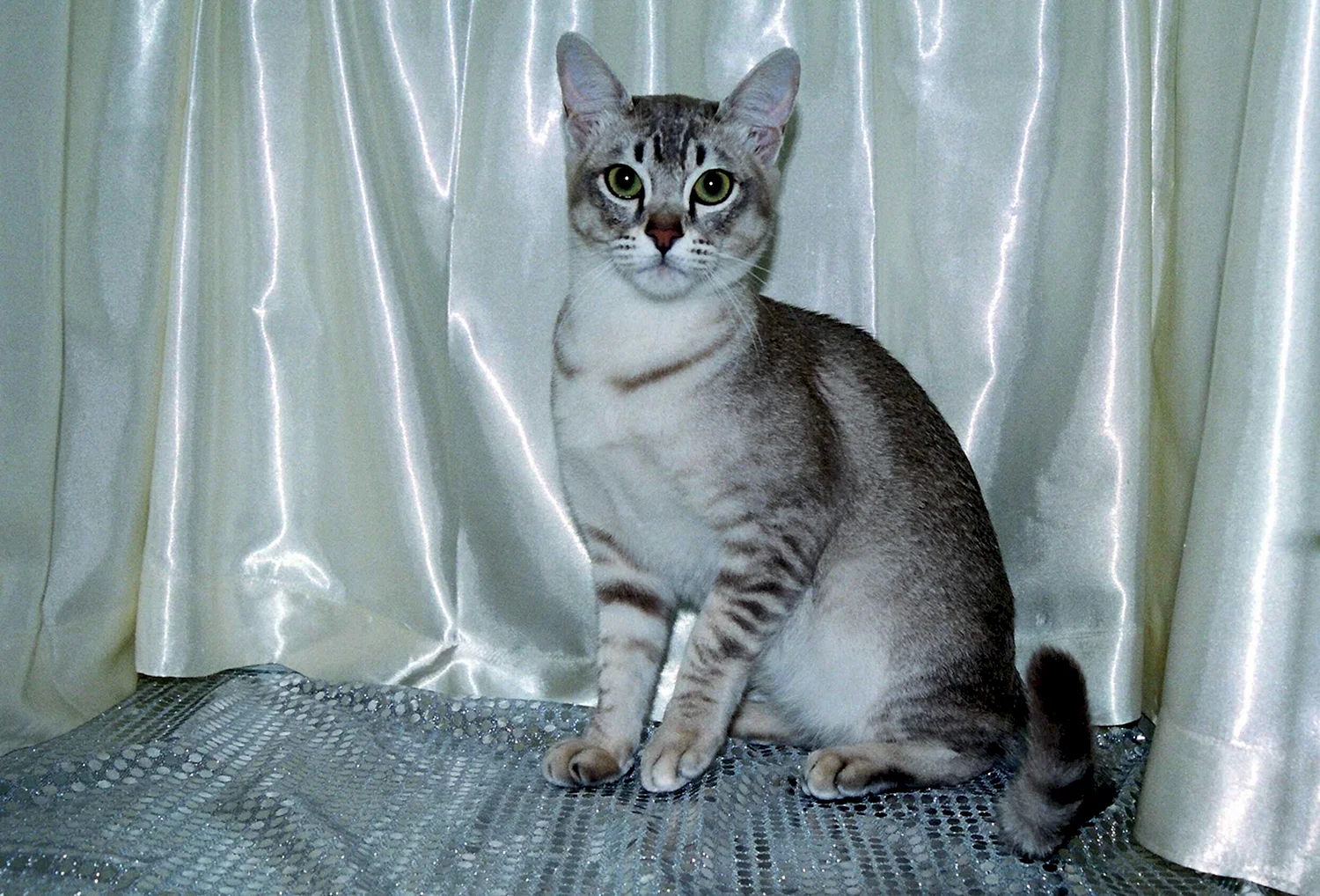 Азиатская табби кошка