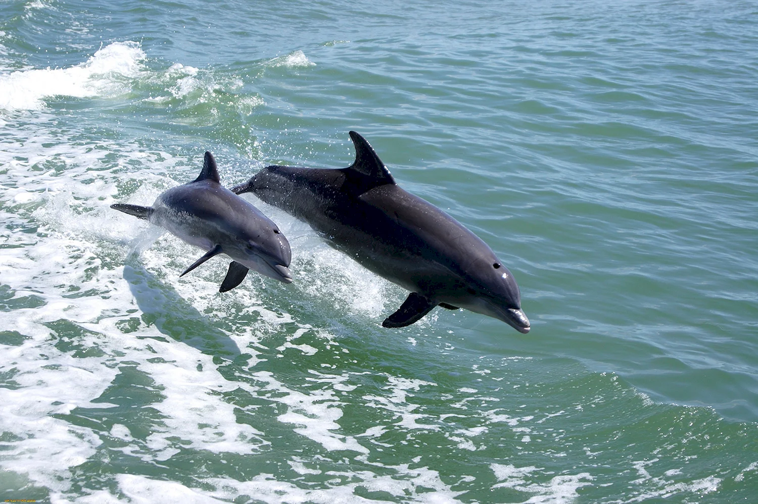 Азовский Дельфин