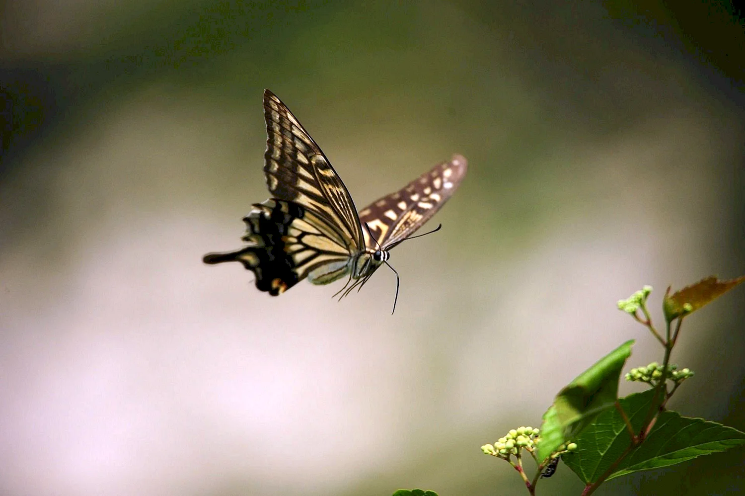 Тихо бабочки летают. Бабочка в полете. Полет бабочки. Порхающие бабочки. Красивая бабочка в полете.