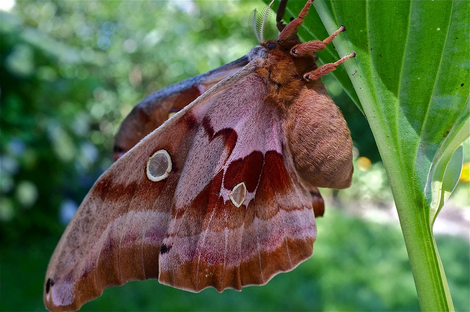 Бабочка Antheraea Polyphemus