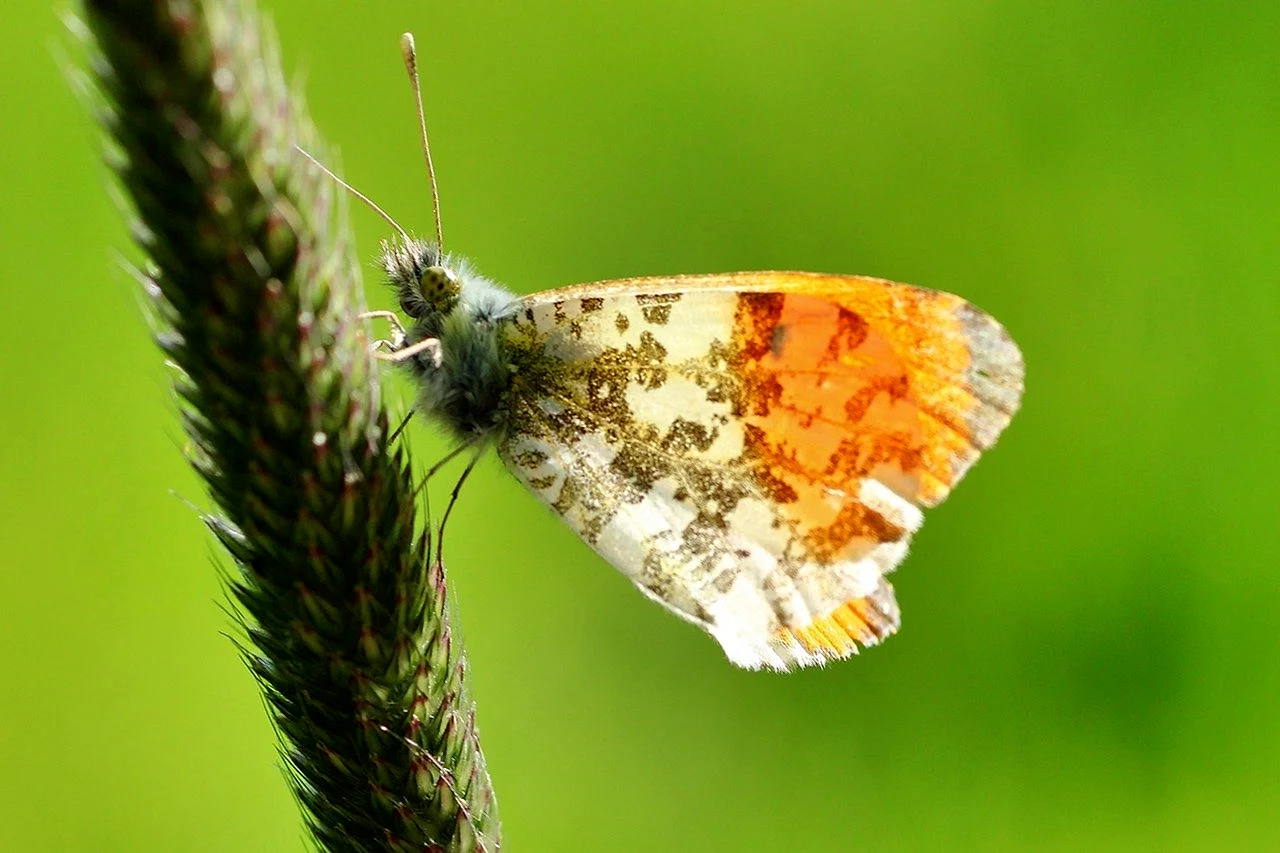 Бабочка Аврора фото