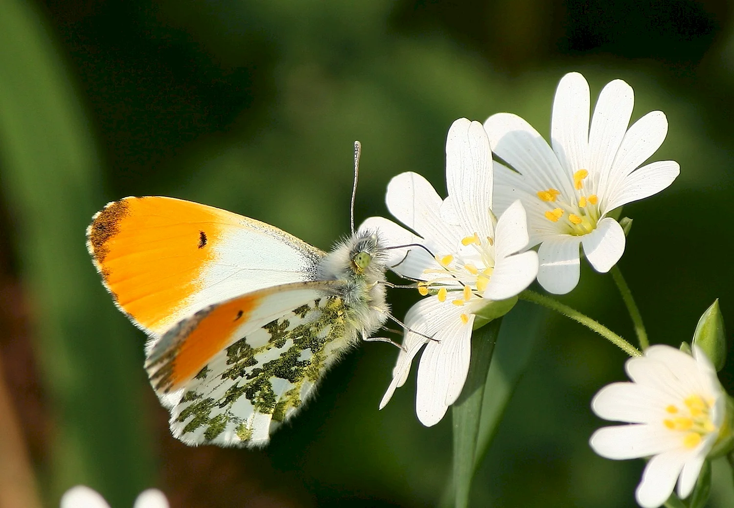 Бабочка Аврора фото