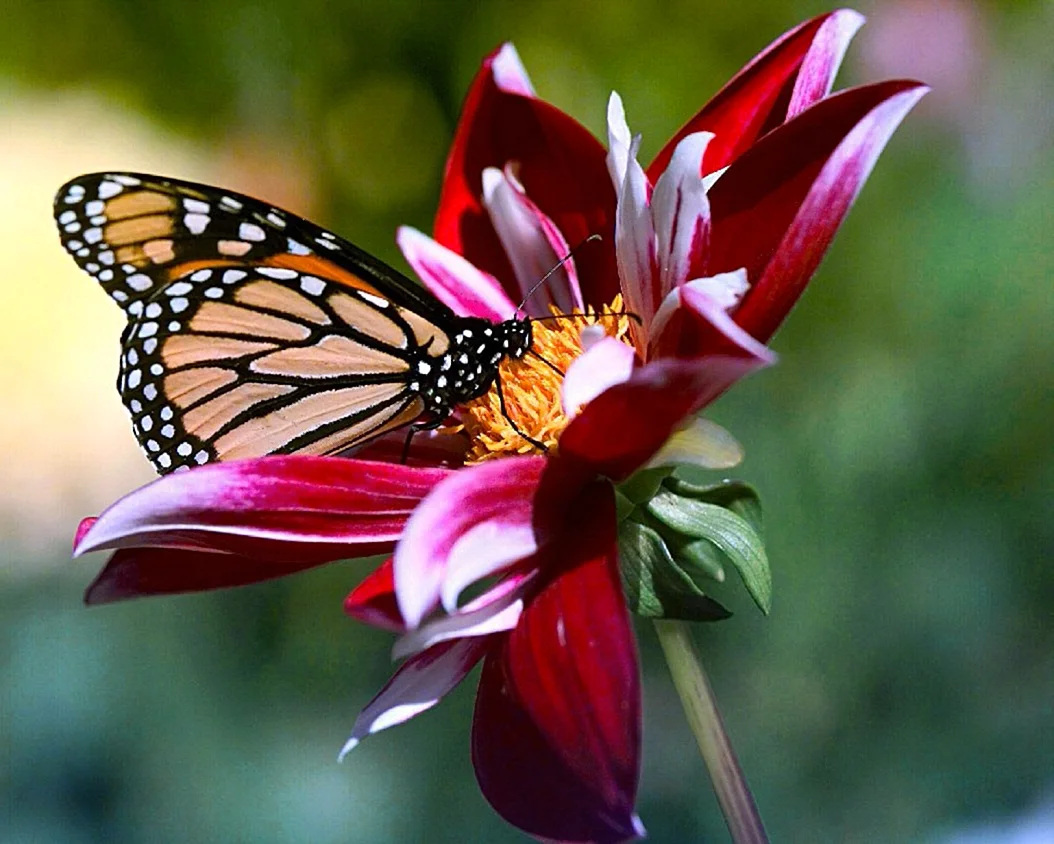 Бабочка Баттерфляй цветок