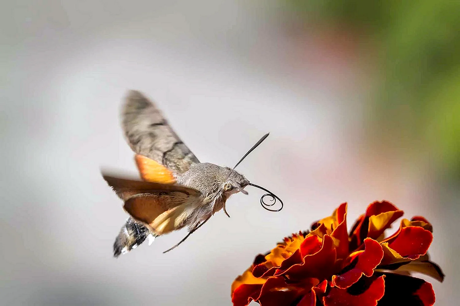 Бабочка Бражник-хоботник
