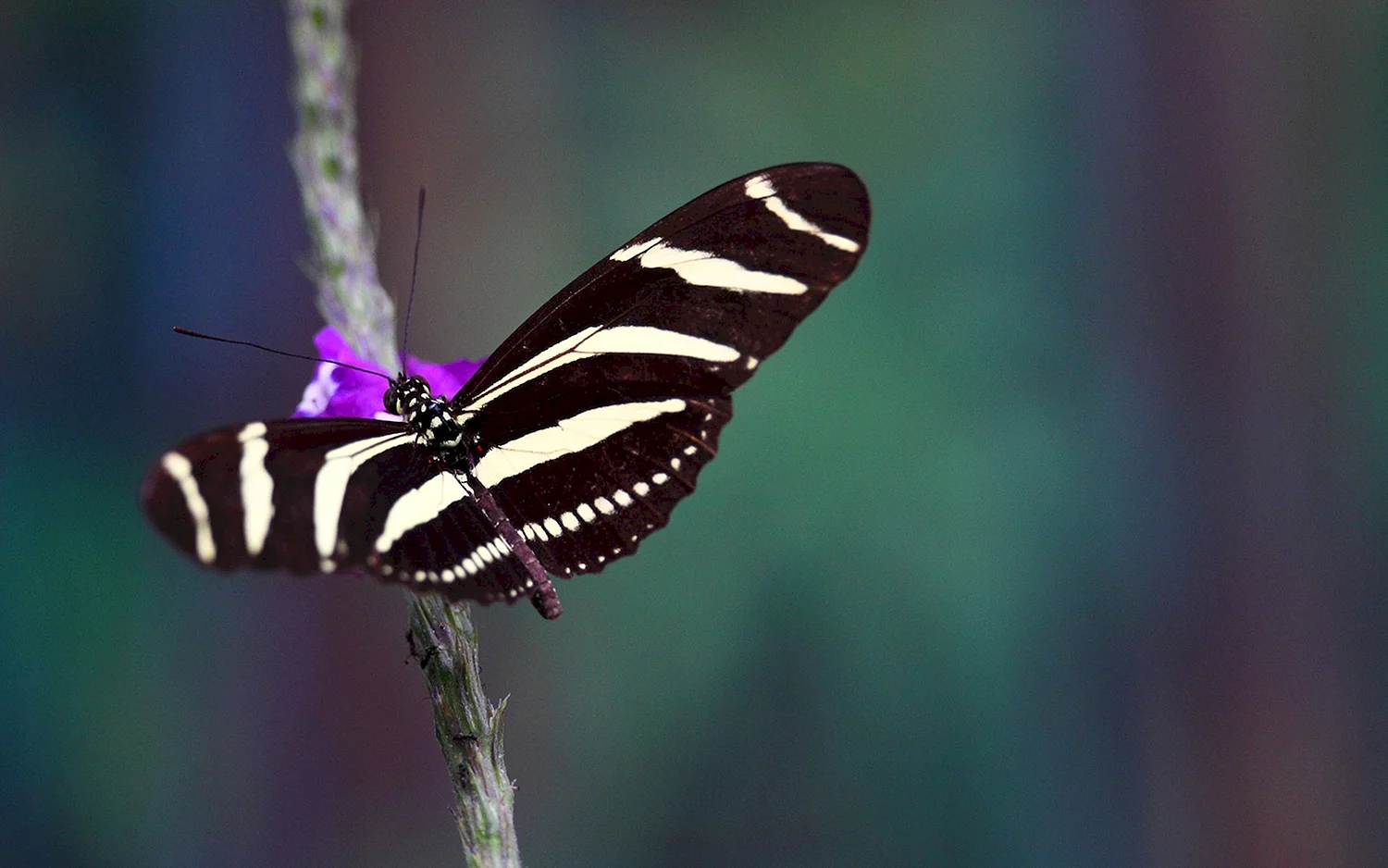 Бабочка длиннокрылая Зебра