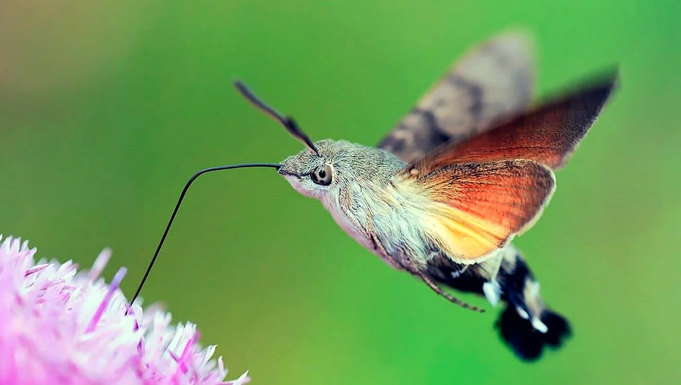 Бабочка языкан обыкновенный