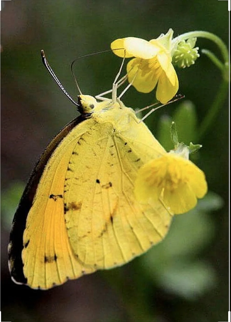 Бабочка Ювента желтая