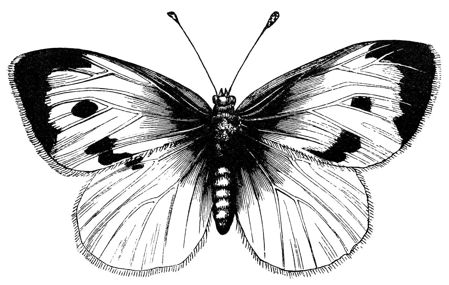Бабочка капустница рисунок