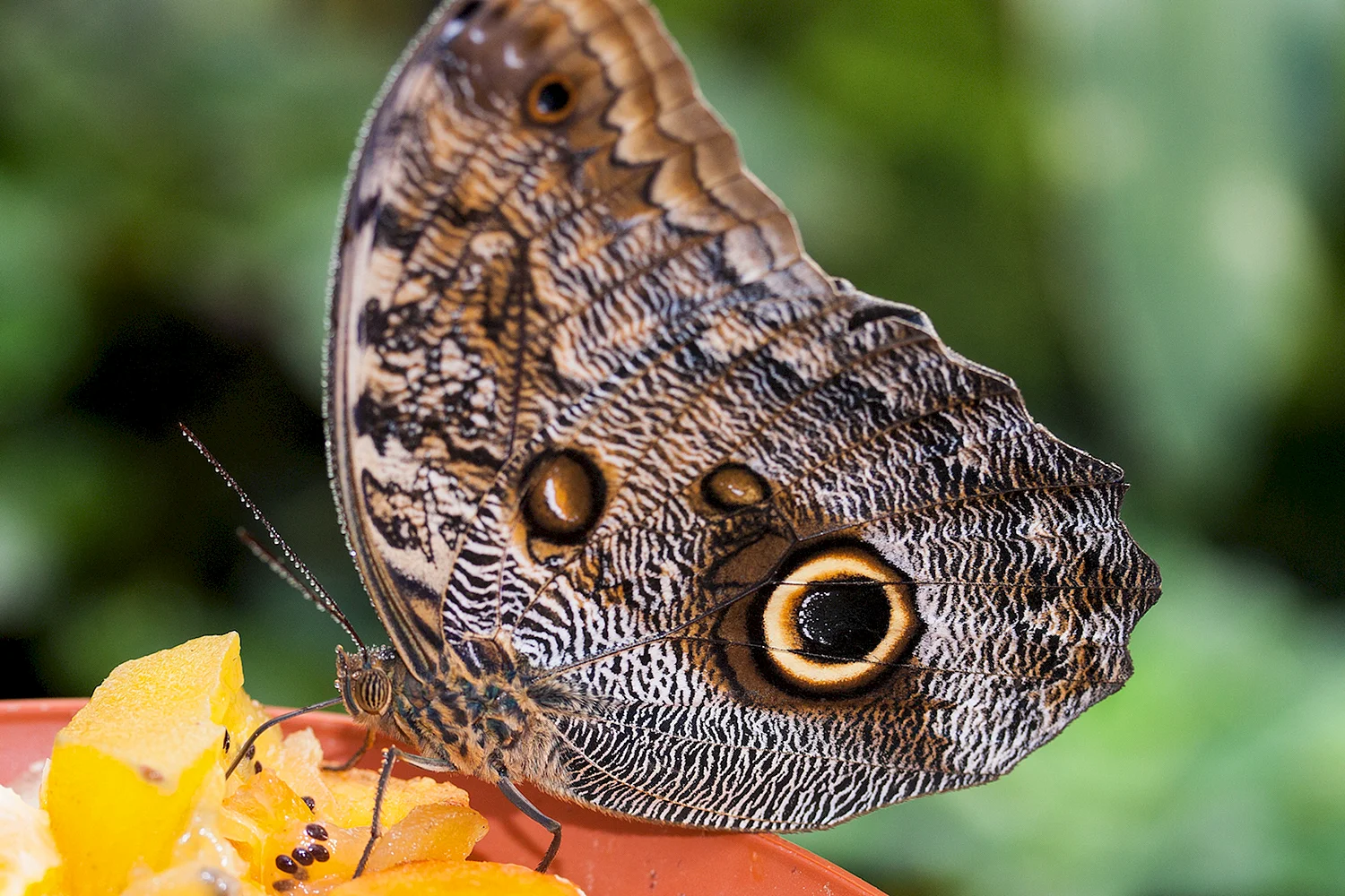Бабочка коричневая с глазками
