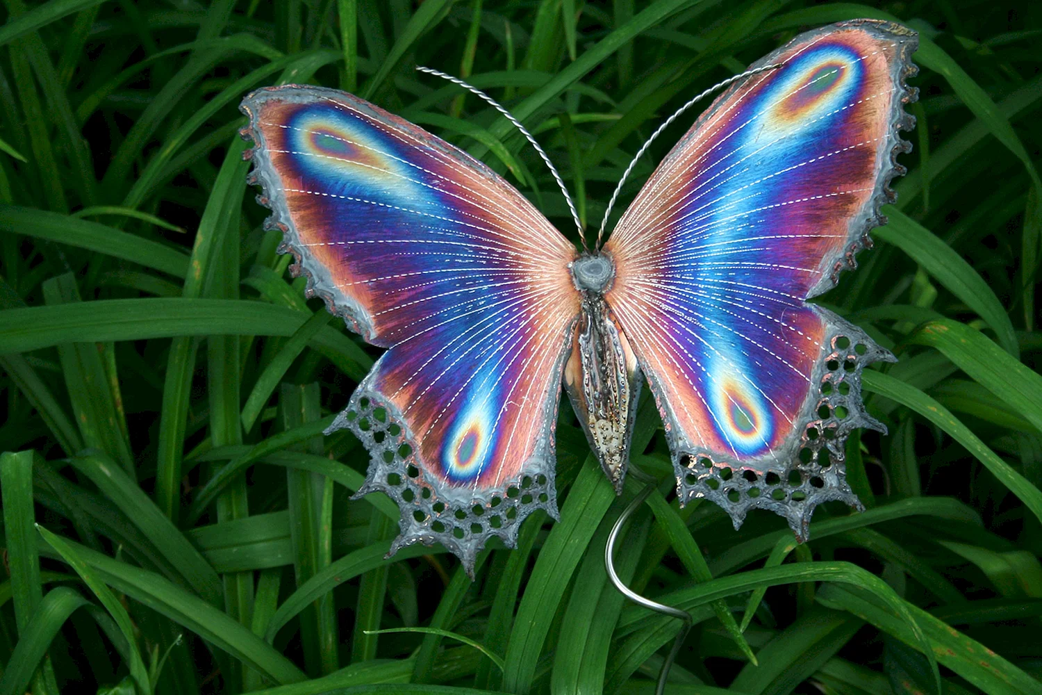 Бабочка крапчатый Арлекин