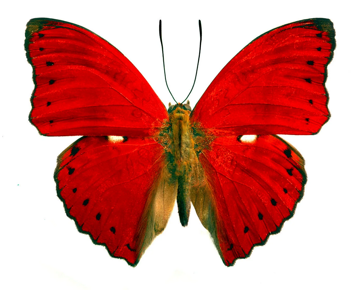 Бабочка красного цвета
