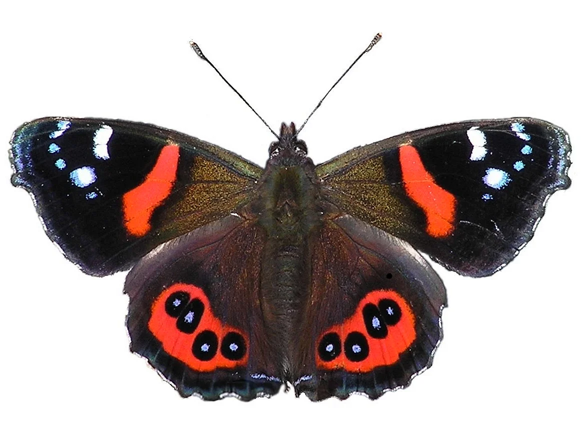 Бабочка красный Адмирал