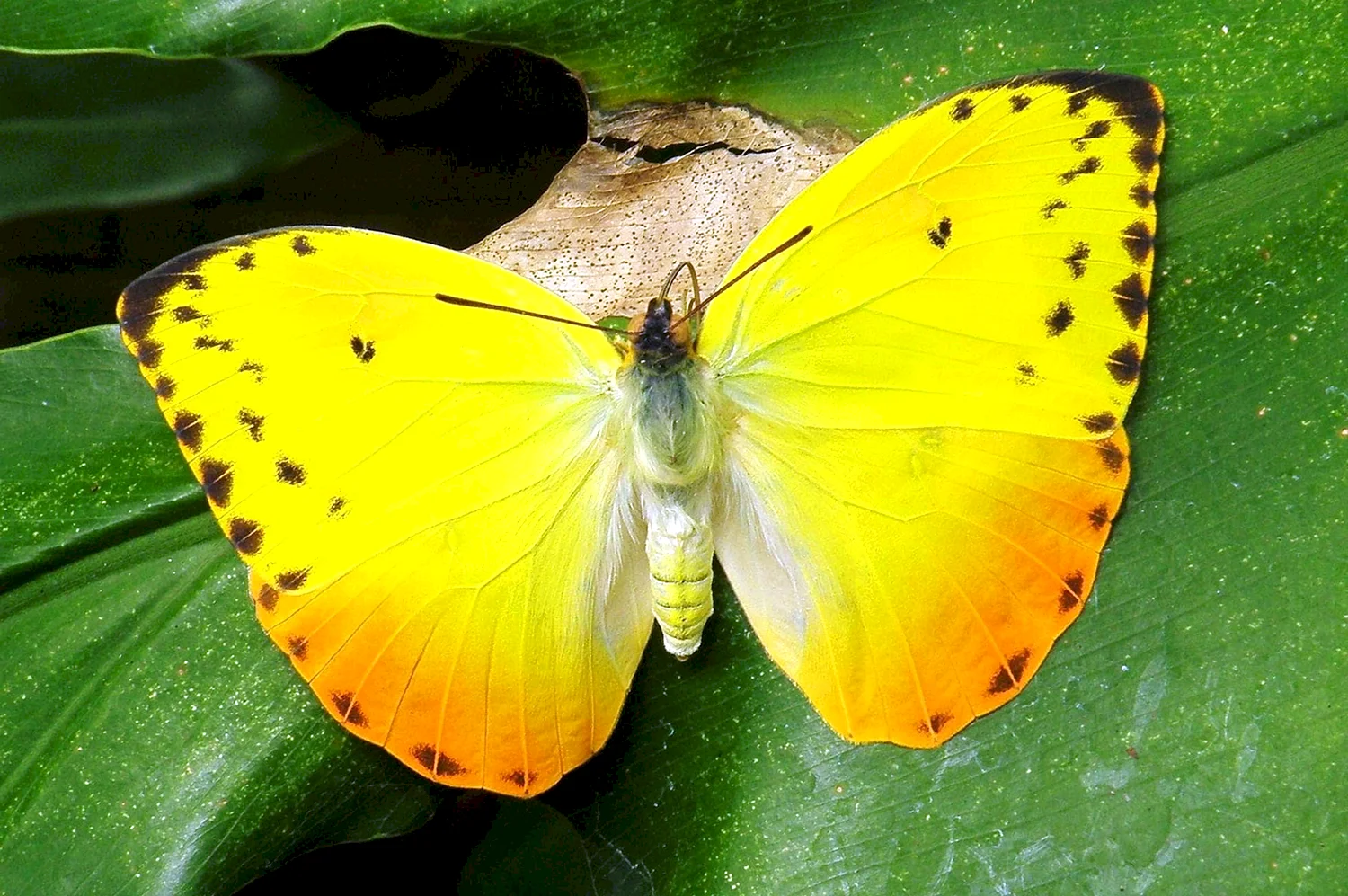 Бабочка лимонница