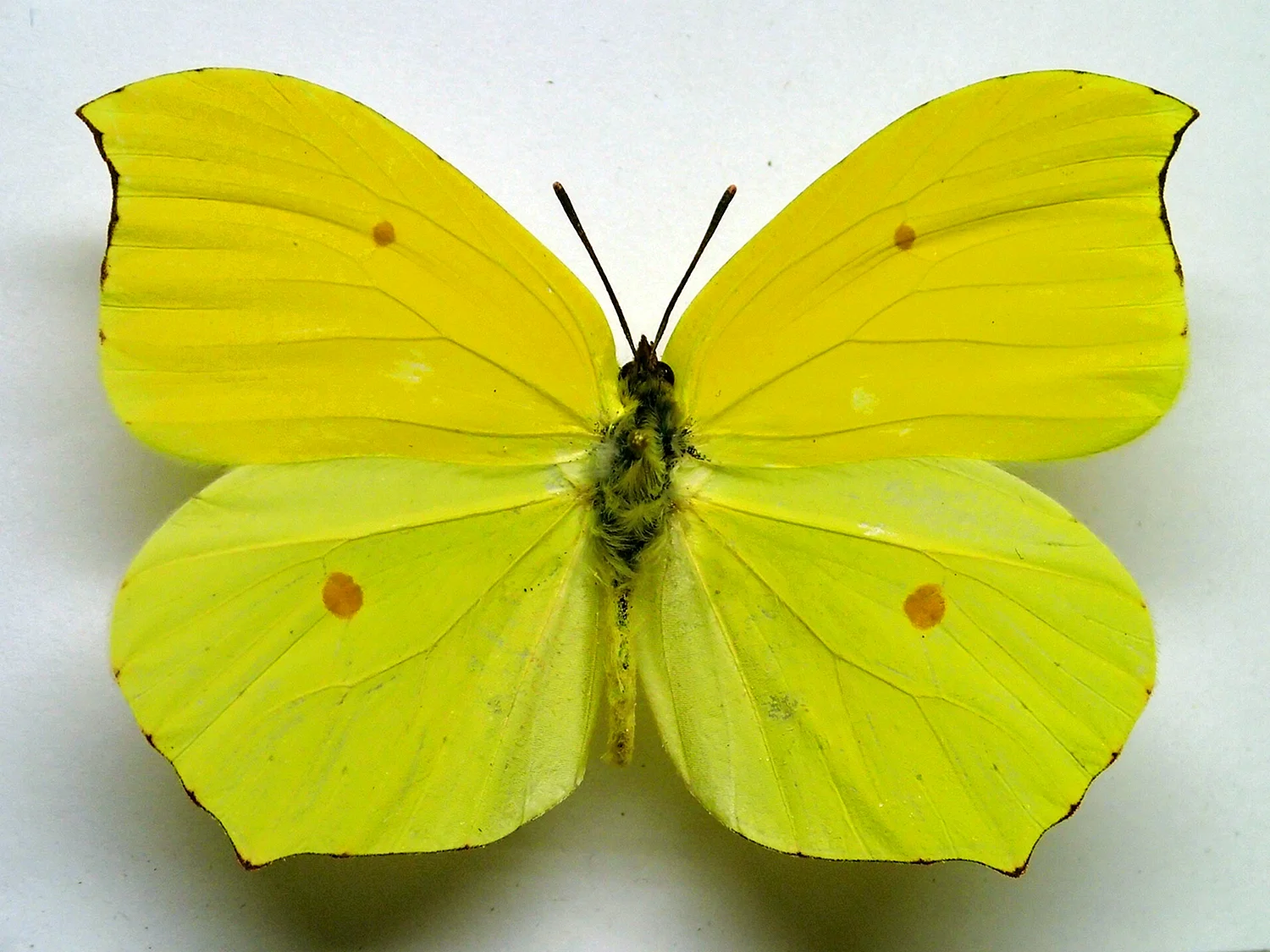 Бабочка лимонница