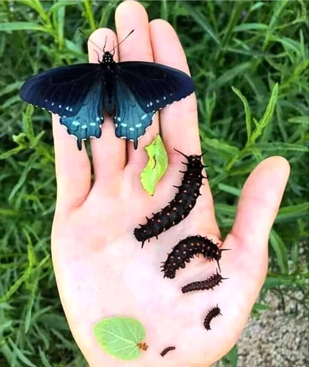 Бабочка Махаон и ее гусеница
