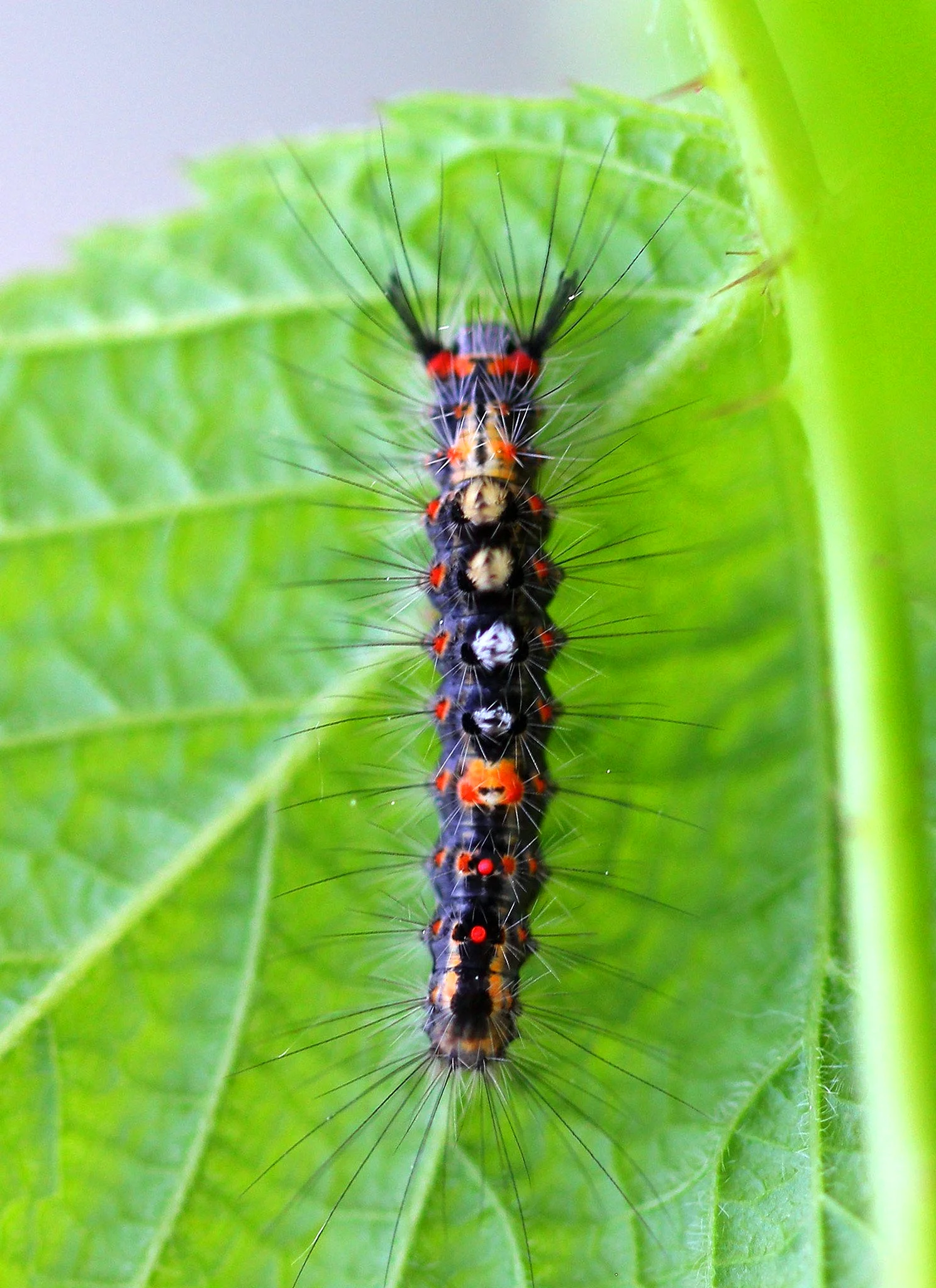 Бабочка Махаон ласточкин хвост гусеница