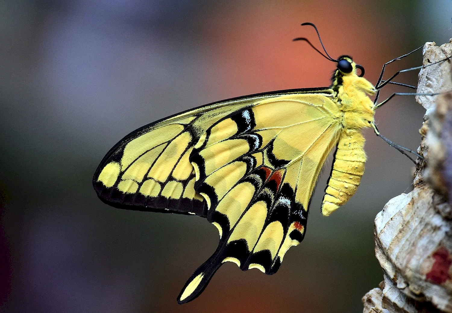 Бабочка Махаон (Papilio Machaon)
