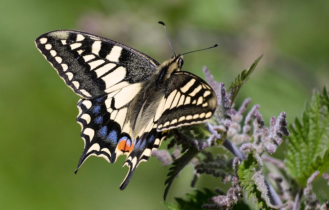 Бабочка Махаон (Papilio Machaon)