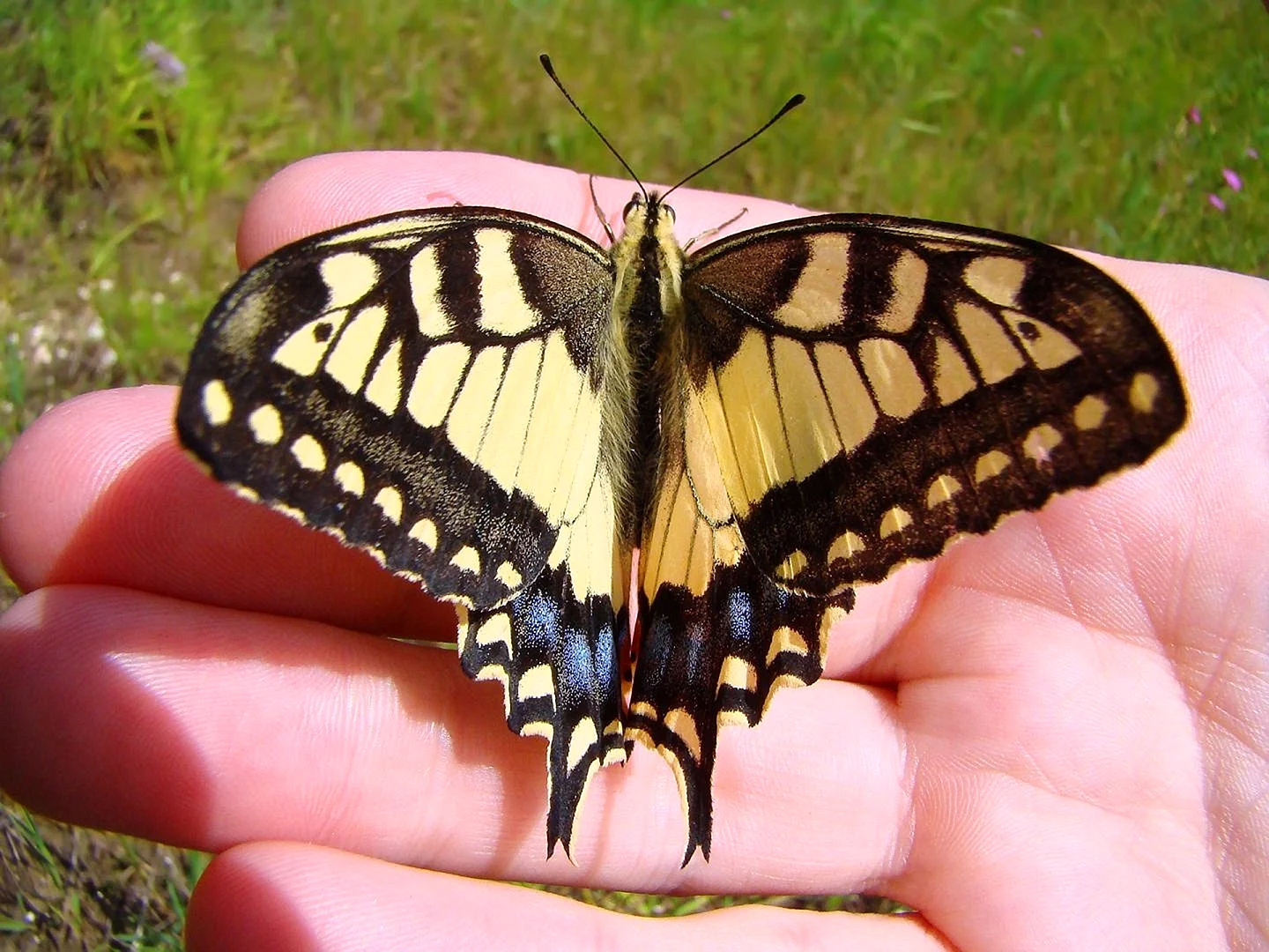 Бабочка Махаон ussuriensis