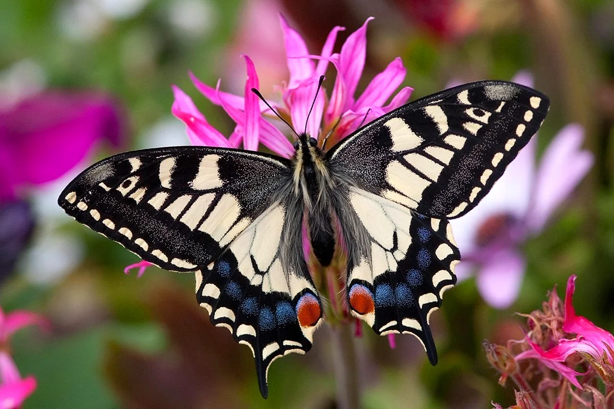 Бабочка Махаон ussuriensis