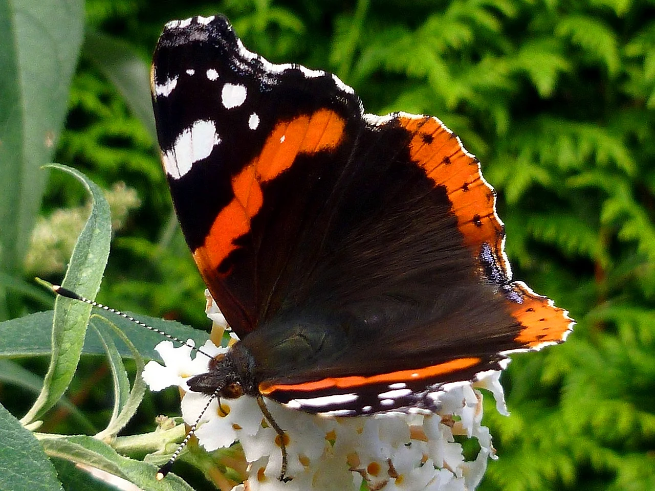 Бабочка Монарх бабочка Адмирал