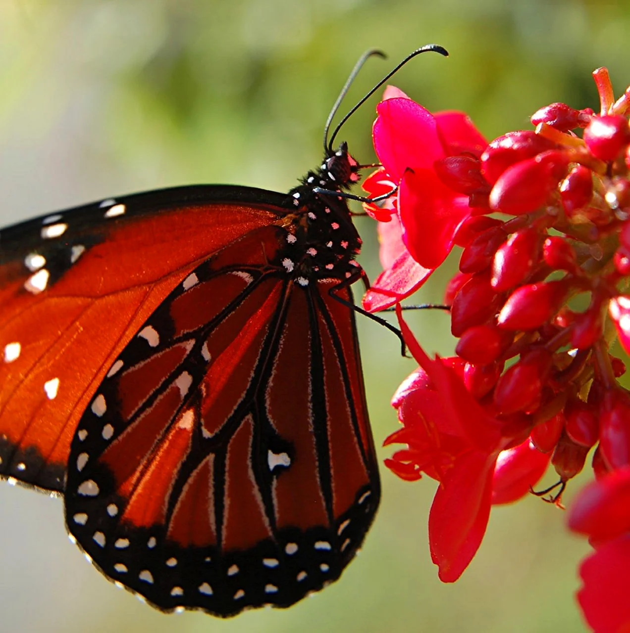 Бабочка Монарх красная