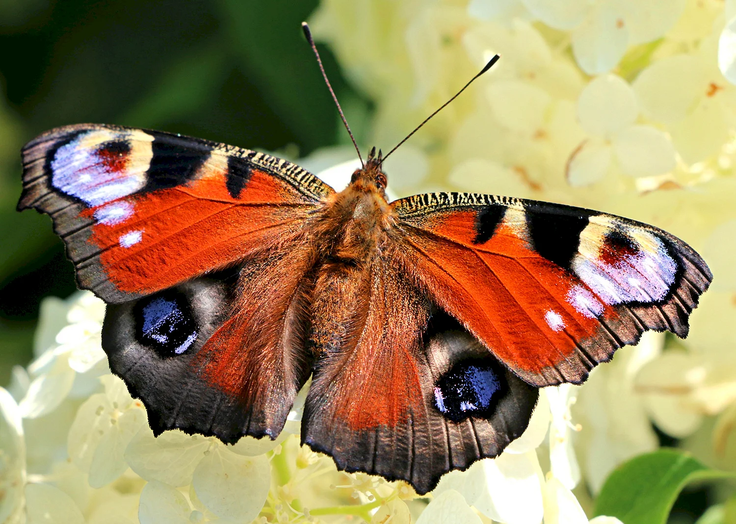 Бабочка Нимфалида