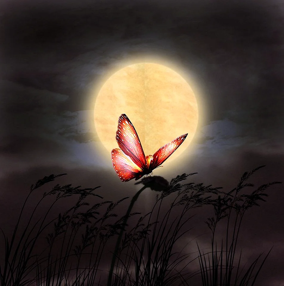 Бабочка ночью