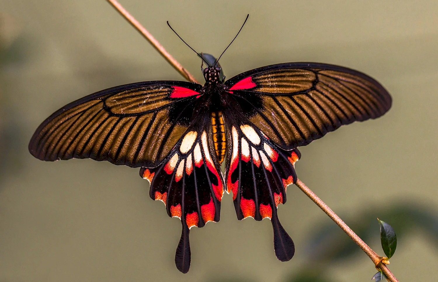 Бабочка парусник Коцебу