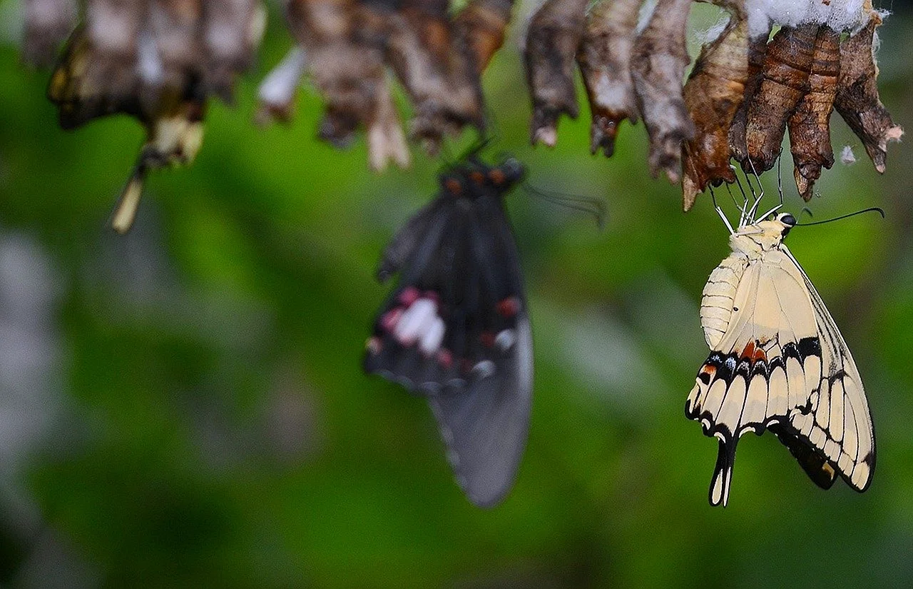 Бабочка парусник Румянцева кокон