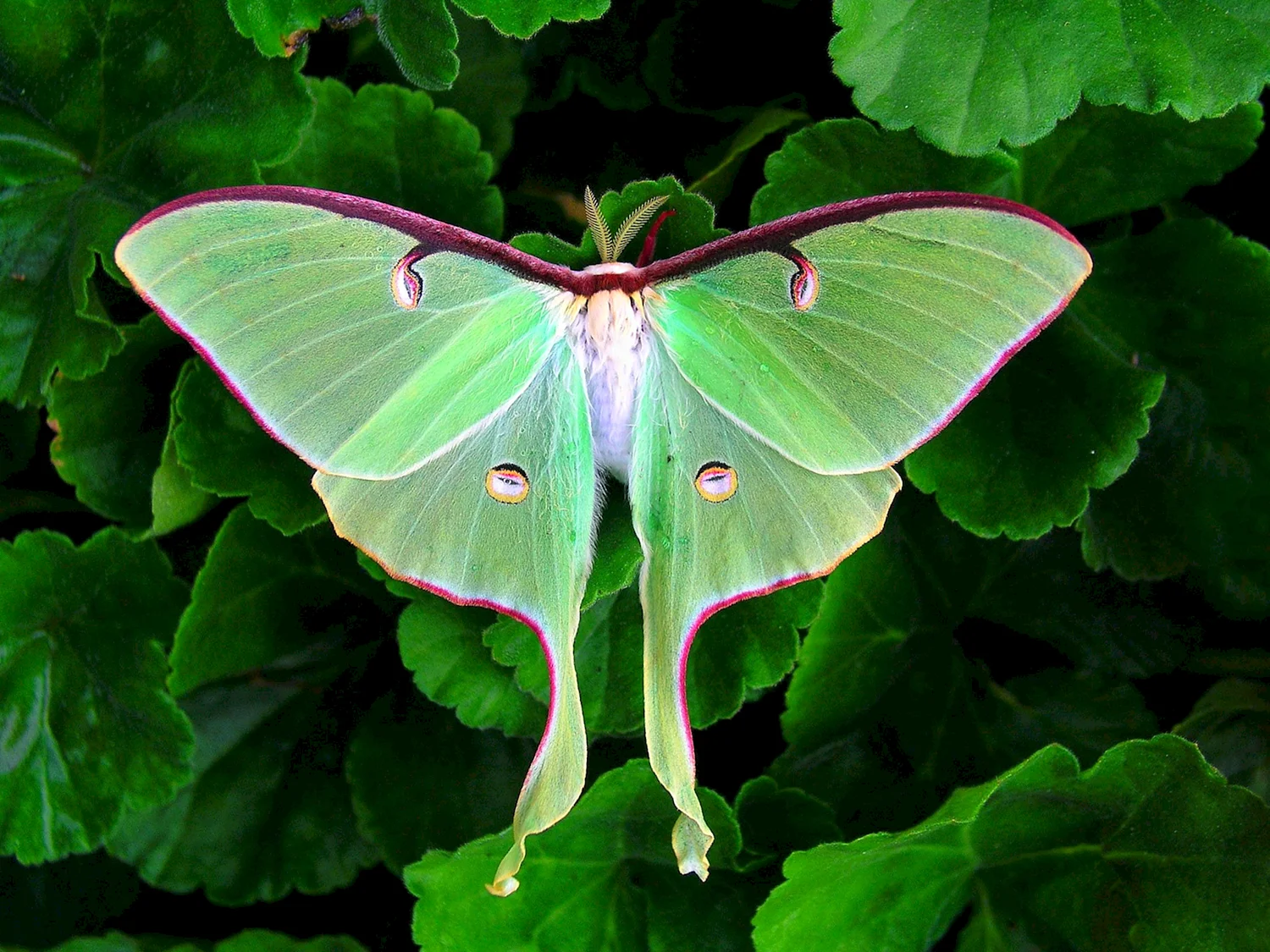 Бабочка Павлиноглазка Артемида