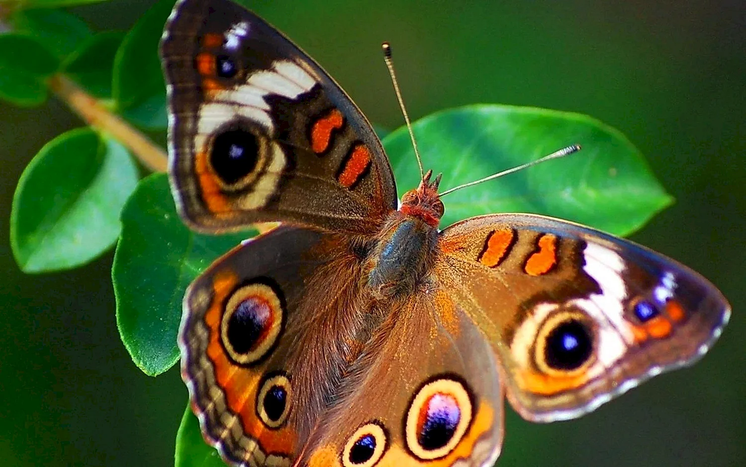 Бабочка плавац