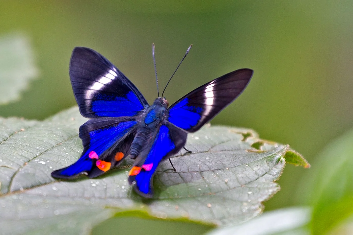 Бабочка Rhetus Periander