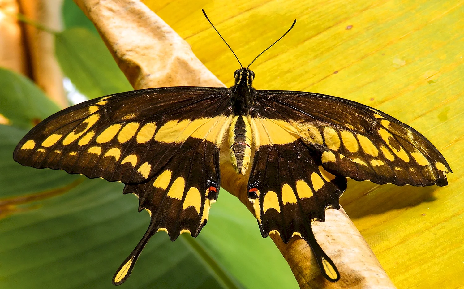 Бабочка с расправленными крыльями