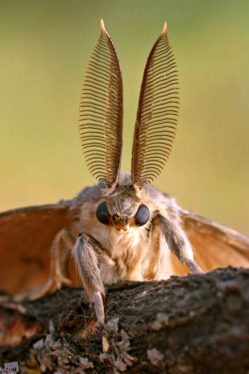 Бабочка шелкопряд