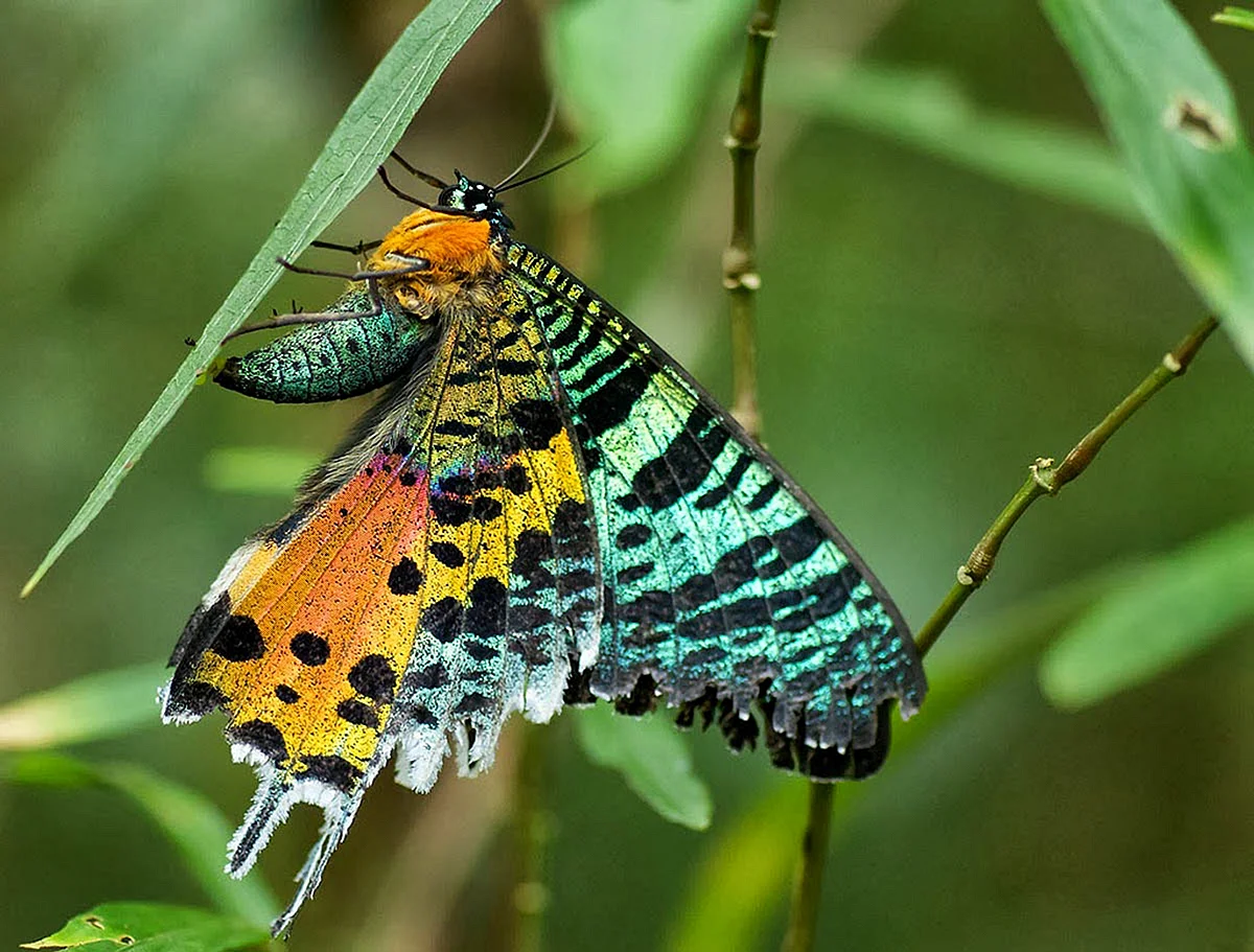 Бабочка Урания Мадагаскарская