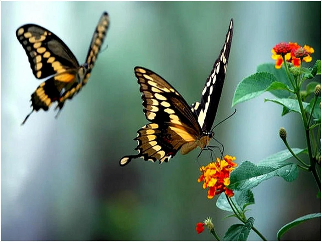 Бабочка в полете. Бабочки летают. Полет бабочки. Бабочка на цветке. 2 летающие бабочки