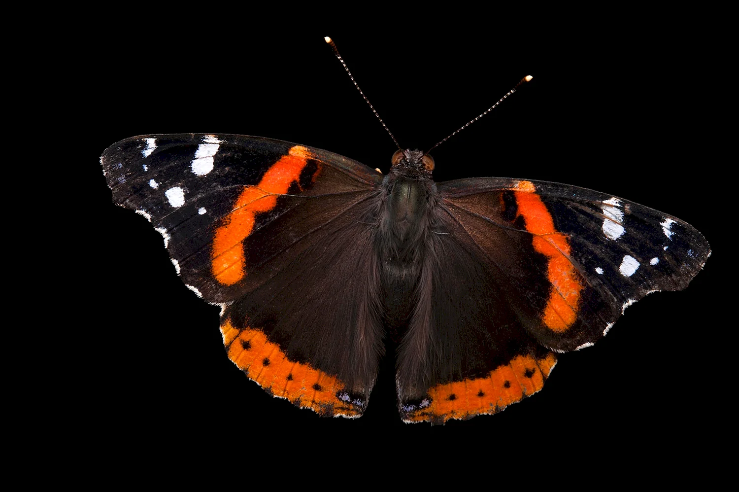 Бабочка Ванесса Адмирал