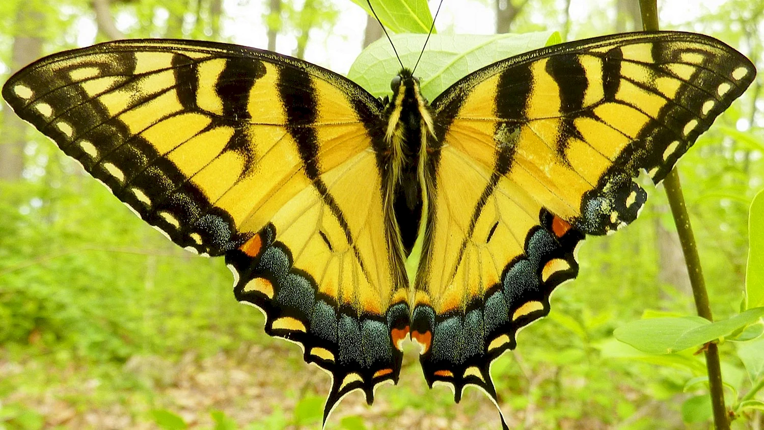 Бабочка желтая с черными пятнами