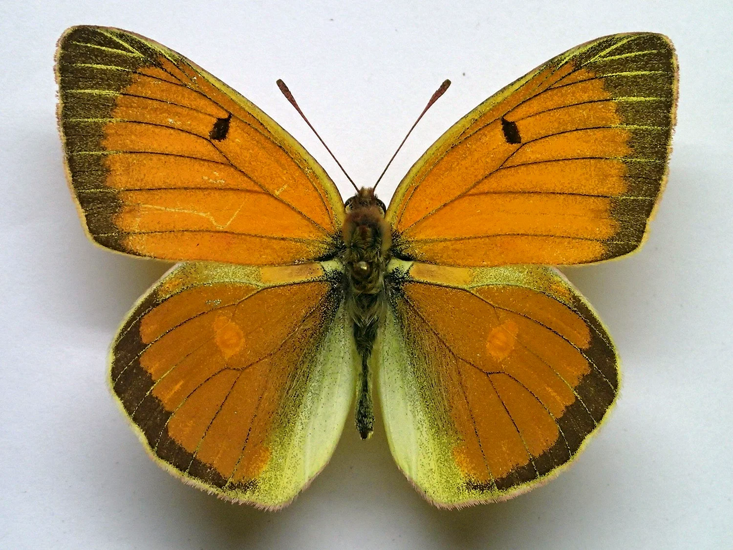 Бабочка желтушка Аврора