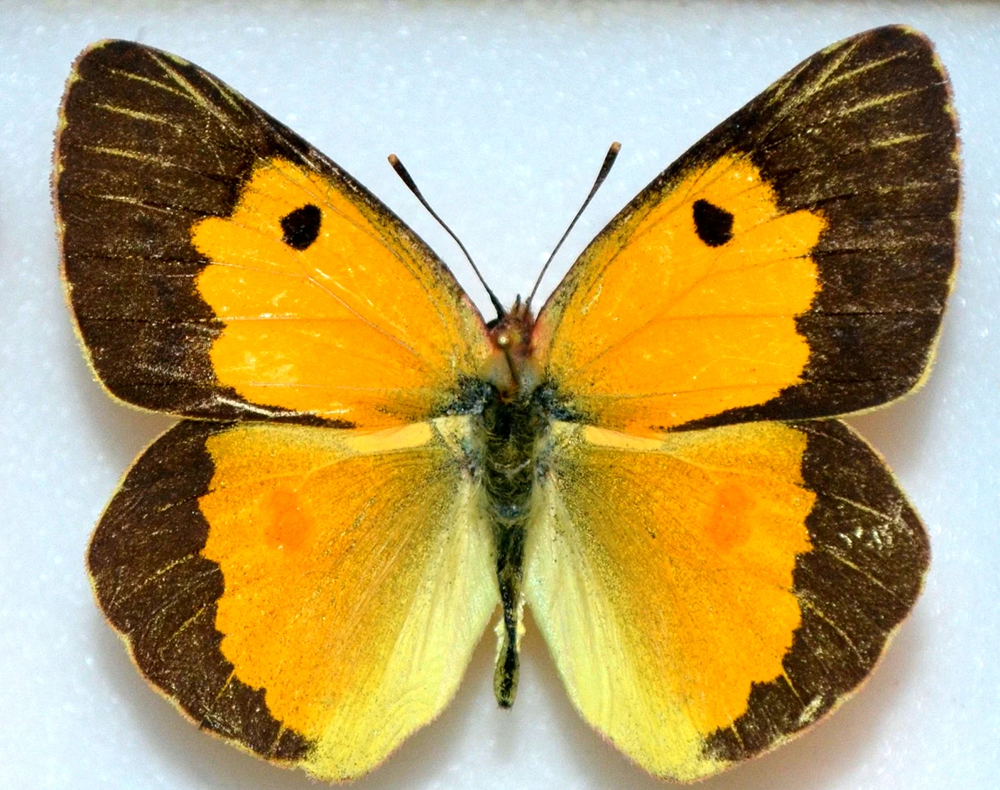 Бабочка желтушка ракитниковая