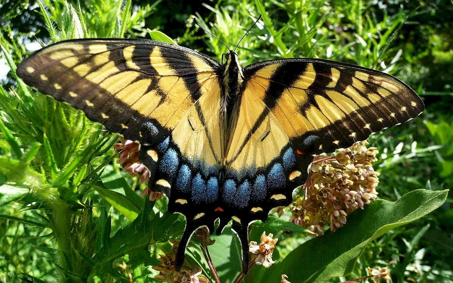 Бабочки Хорватии